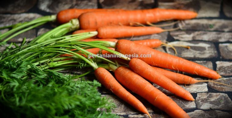 Wortel, Cara Menanam Wortel, Buddaya Wortel, Tanaman Wortel, Benih Wortel, Bibit Wortel, Sayur Wortel, Pertanian Indonesia, Toko Tani, Toko Pertanian, Harga Murah